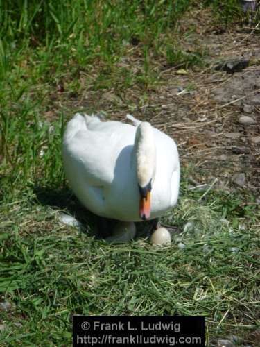 Breeding Swan